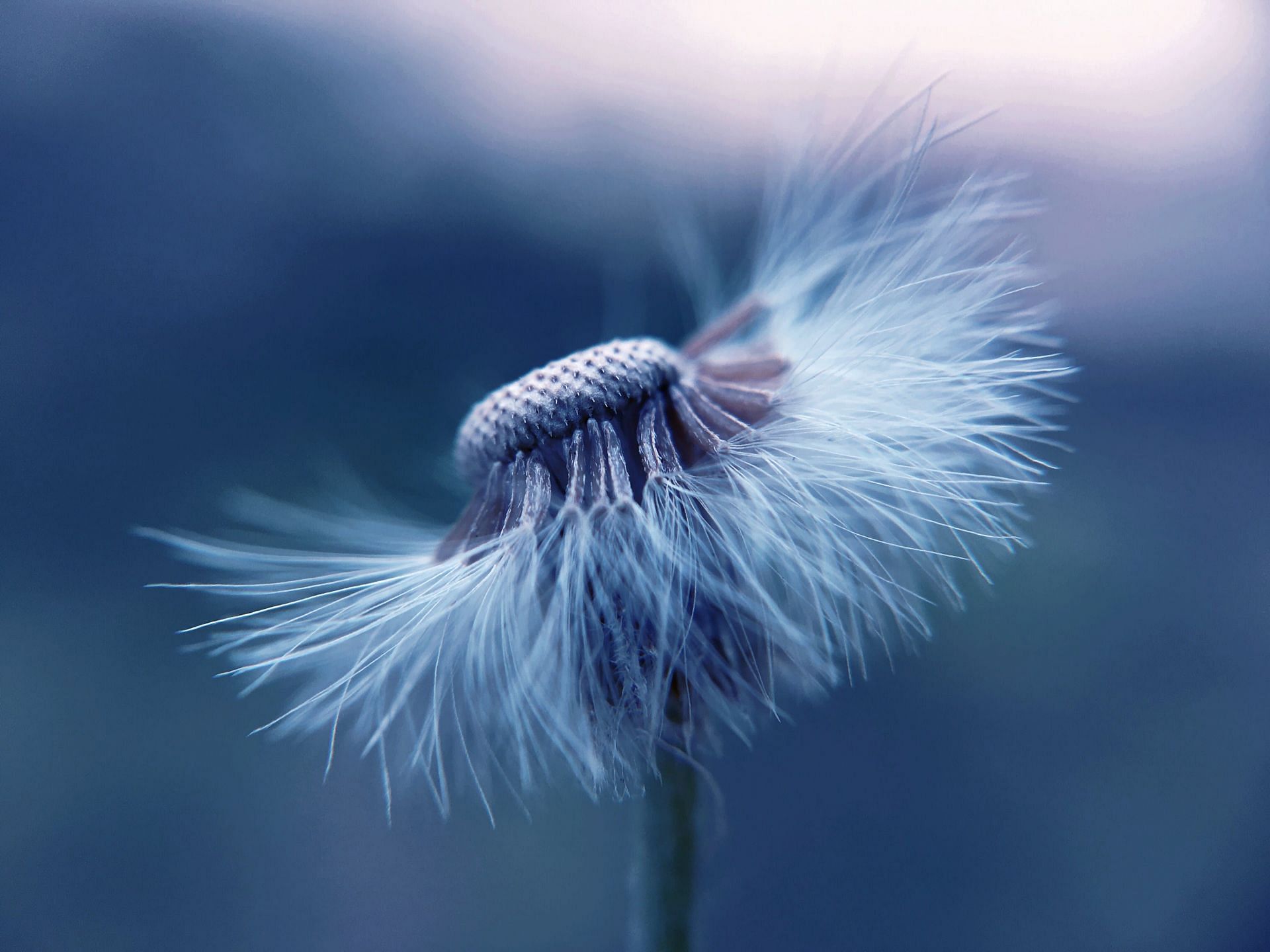pine pollen benefits (image sourced via Pexels / Photo by ithalu)